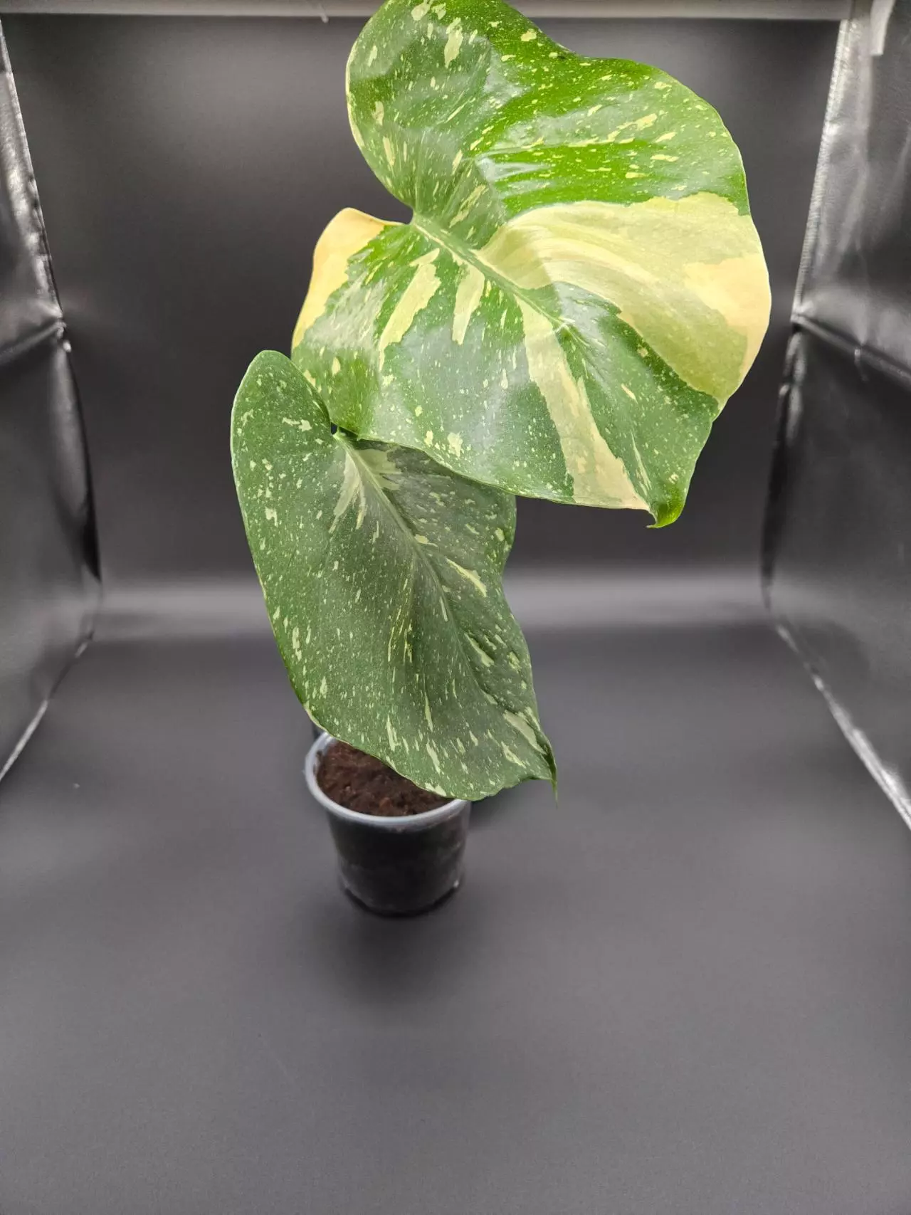 plant/Monstera Thai Constellation- 4" pot-1