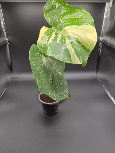 plant/Monstera Thai Constellation- 4" pot-1-thumbnail