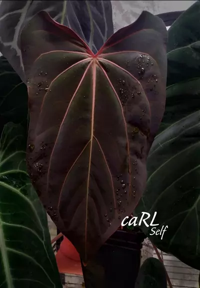 plant/caRL s1-0-thumbnail
