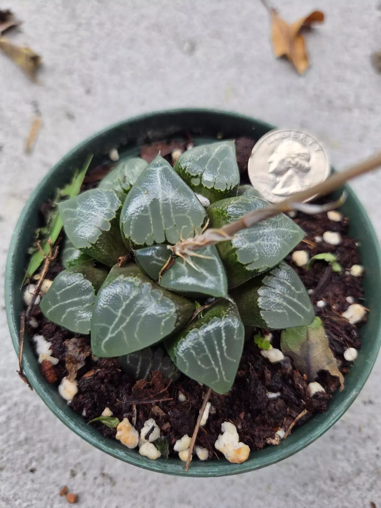 plant/Haworthia Bayeri-0
