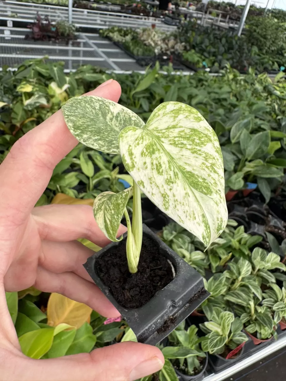 plant/Monstera white monster starter plant growers choice-1