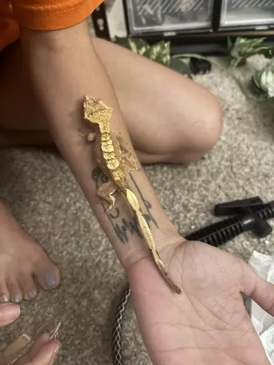 plant/Pink Harley Sub adult female-0-thumbnail