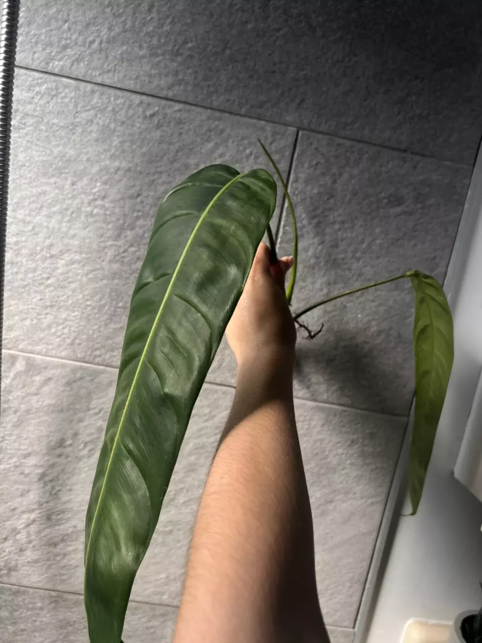 plant/Philodendron Patriciae-0