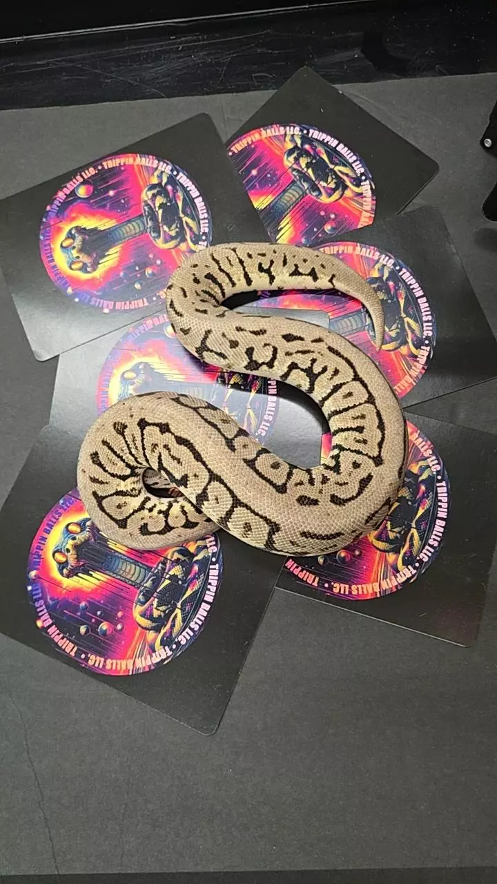 plant/Pastel Super Spotnose Het Clown Female-0