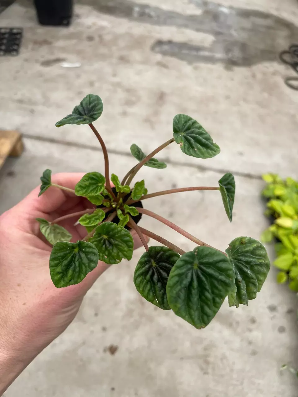 plant/Peperomia Green Ripple starter plant growers choice-1