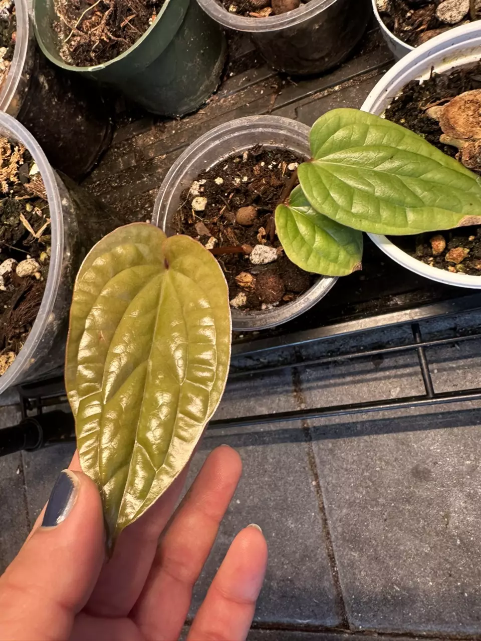 plant/Anthurium Lux X Rad hybrid-0