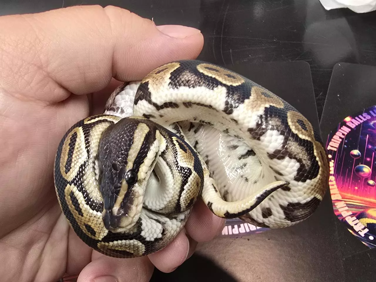 plant/Cinnamon 66% Het Tri-stripe Female-2