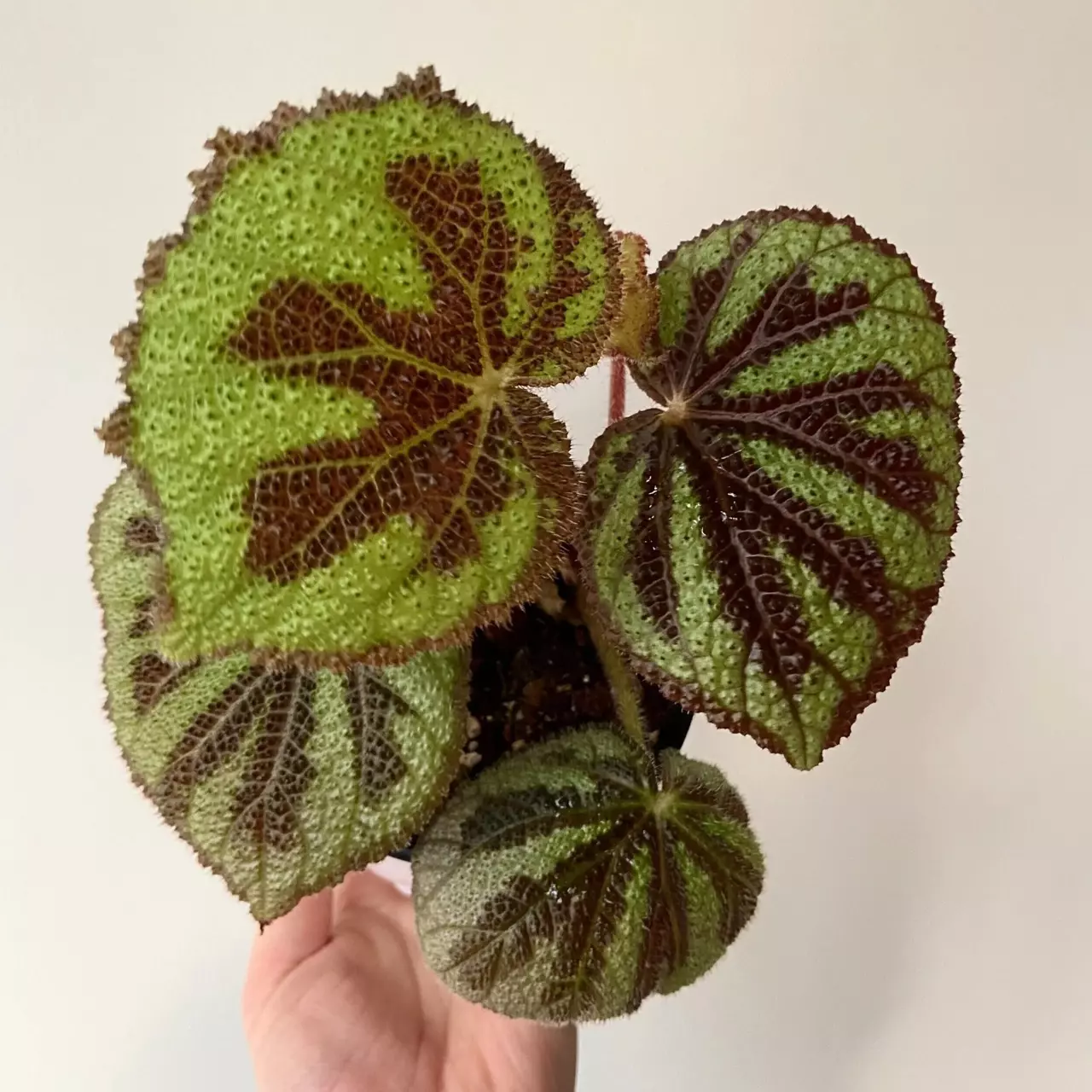 plant/Begonia Masoniana Iron Cross starter plant growers choice RR3-0