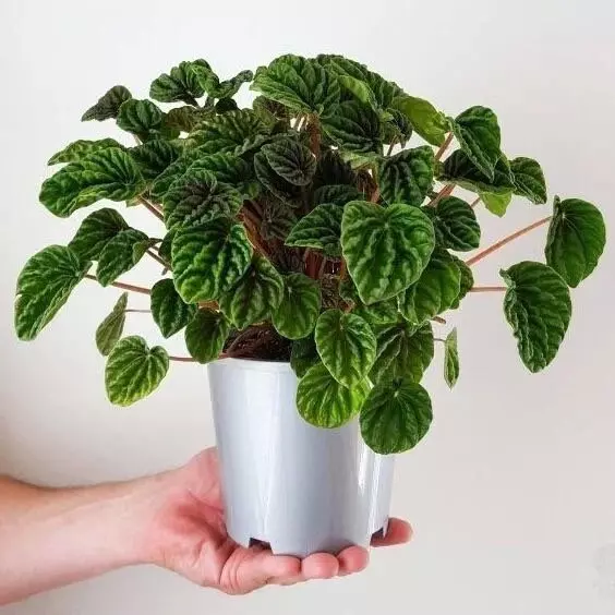 plant/Peperomia Green Ripple starter plant growers choice-0