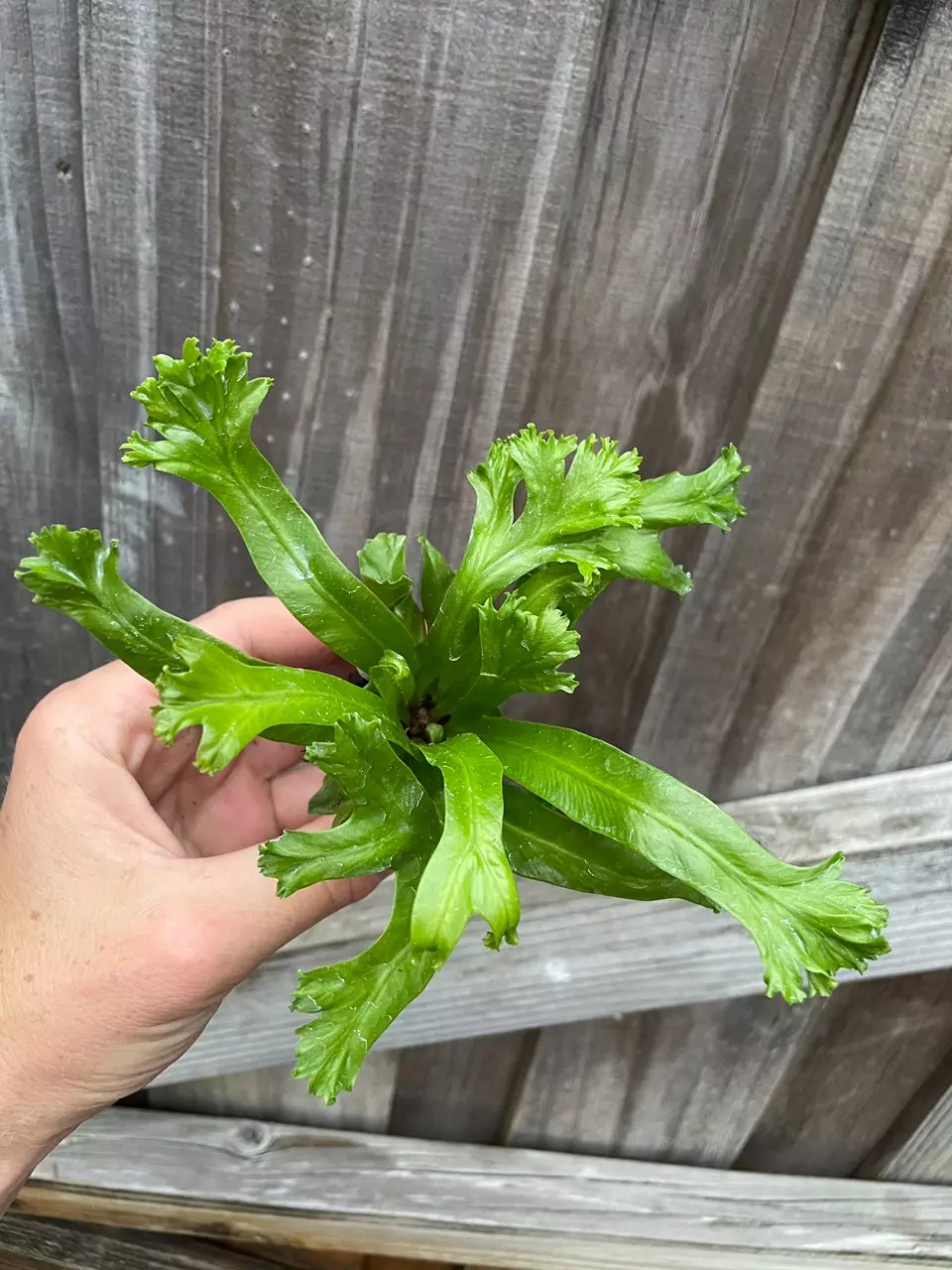 plant/Birds Nest “Leslie” Fern starter plant growers choice-1
