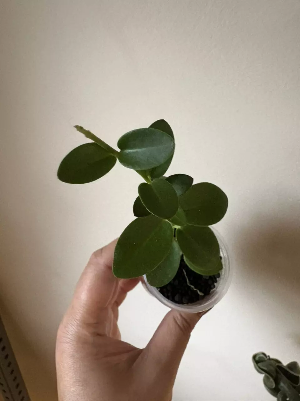 plant/Hoya Cumingiana-1