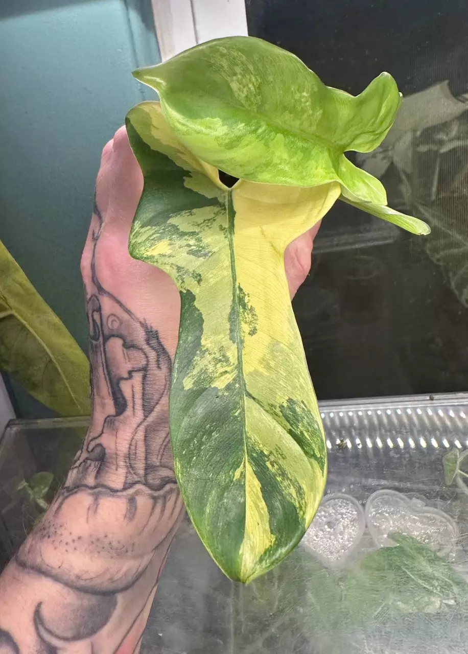 plant/Philodendron Bipen 'Violin'-0