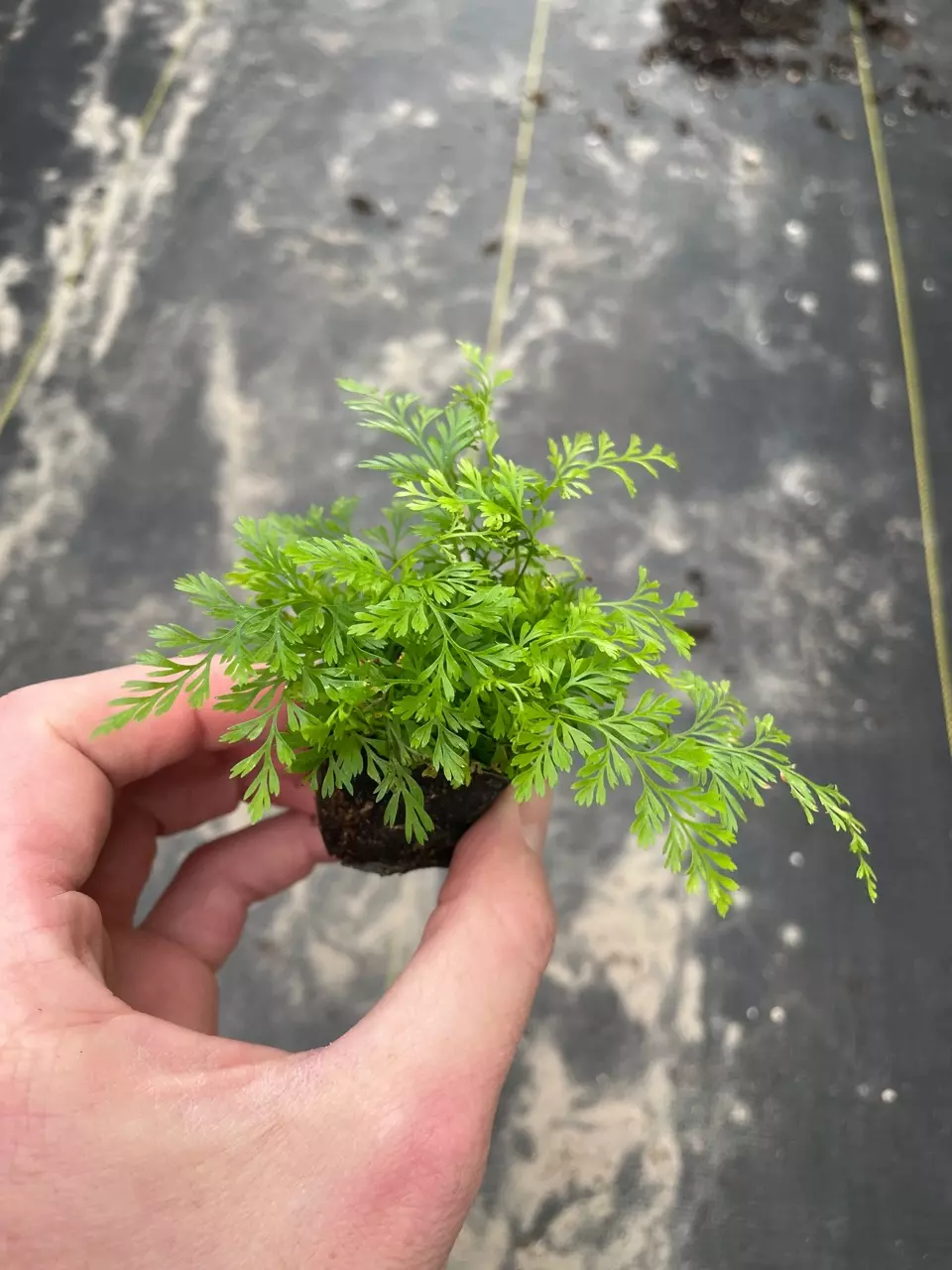 plant/White Rabbits Foot Fern starter plant growers choice-4