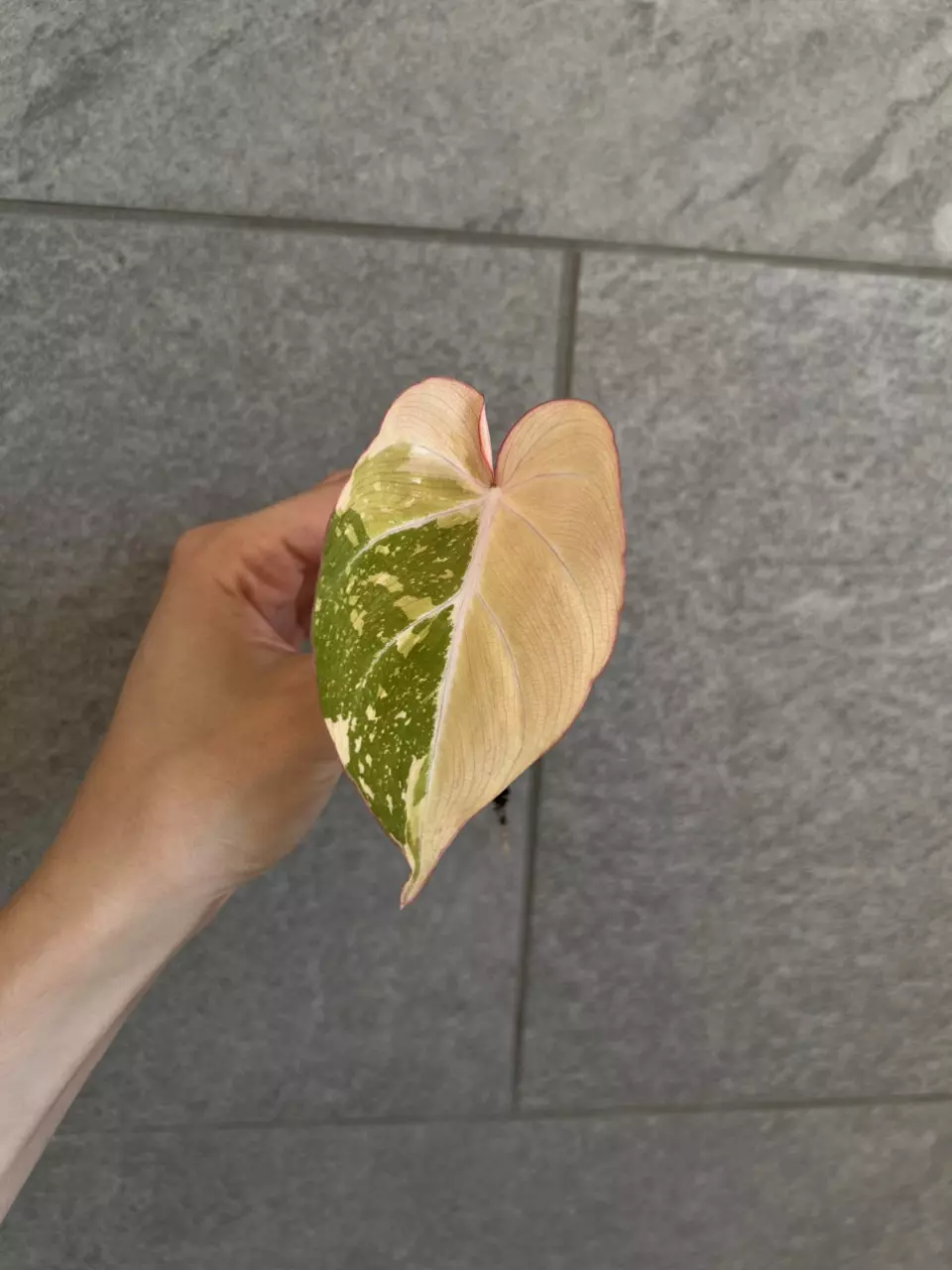 plant/Philodendron Gloriosum Variegated Type 2-0