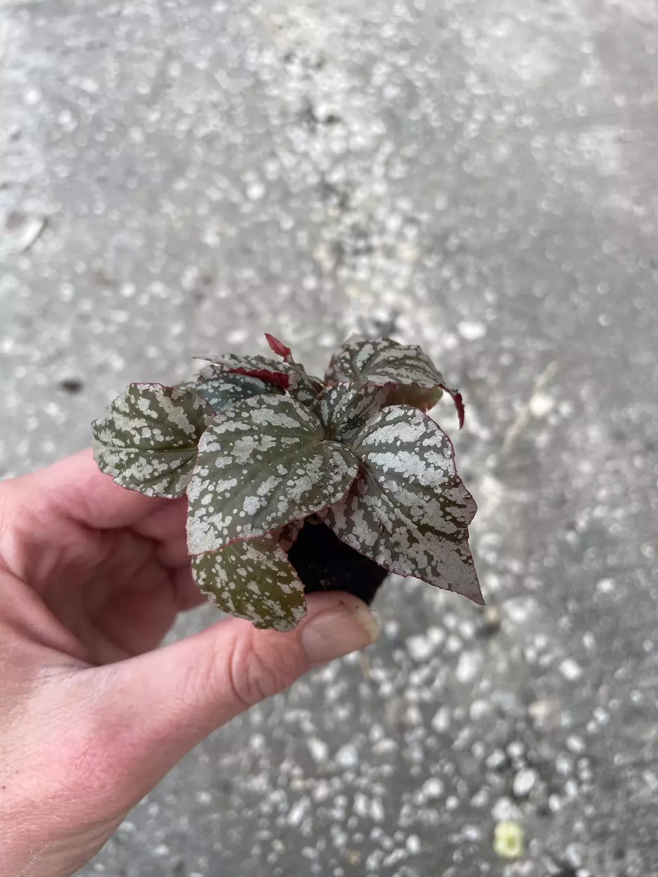 plant/Begonia Rex Jolly Silver starter plant growers choice-4