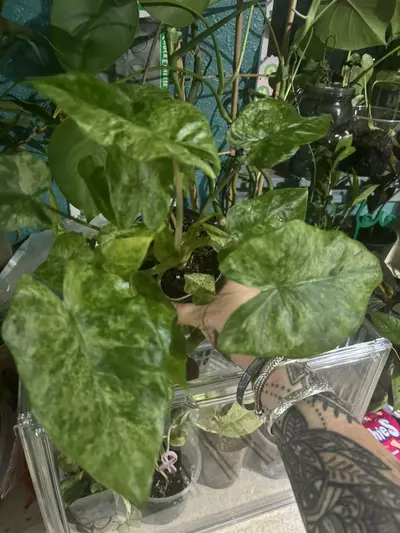 plant/Variegated Batik-2-thumbnail