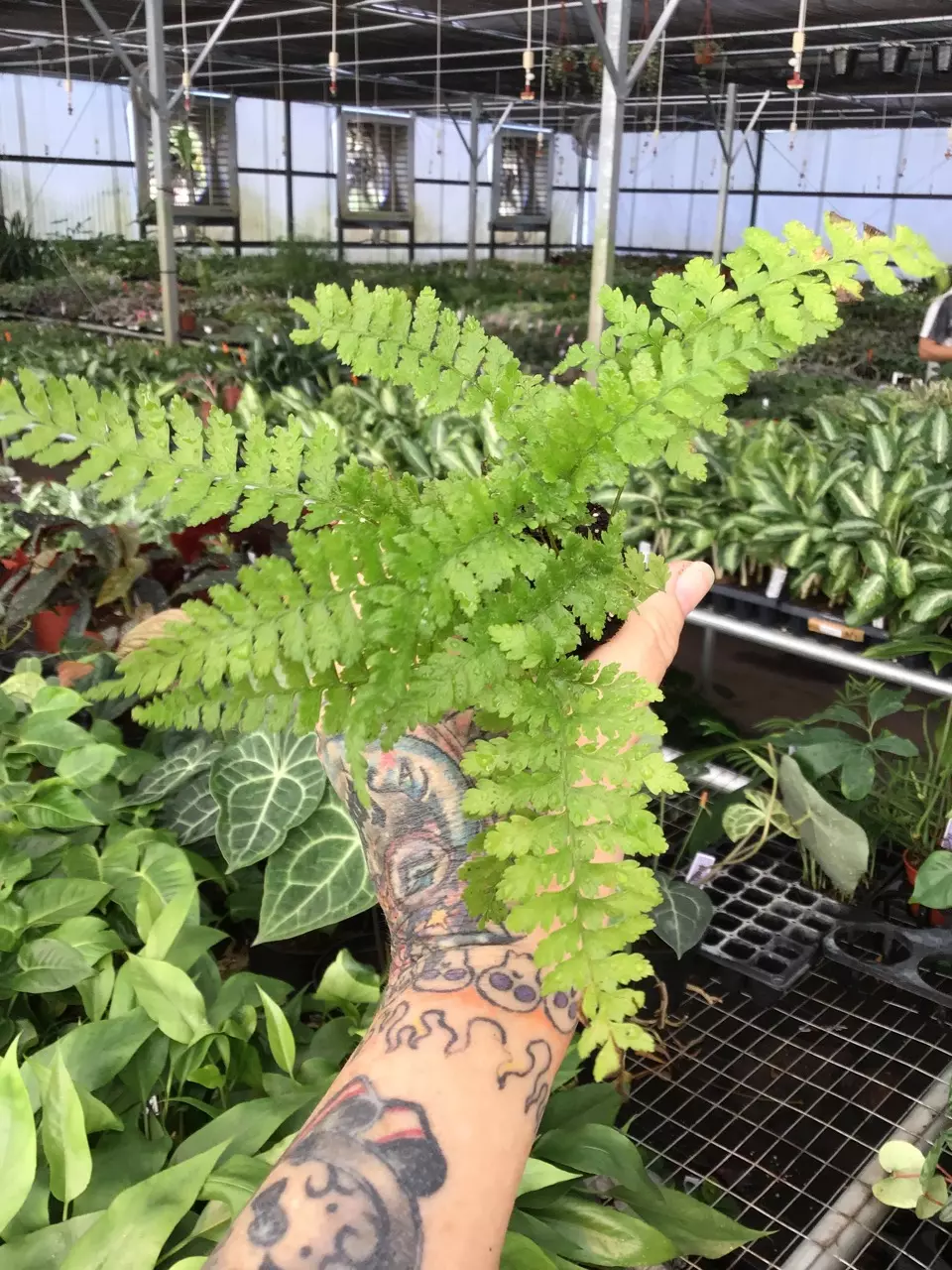 plant/Lace Fern starter plant growers choice-1