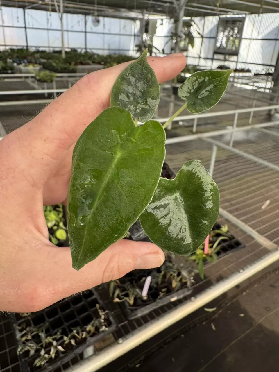 plant/Alocasia frydek cultivar “white vein” starter plant growers choice-1