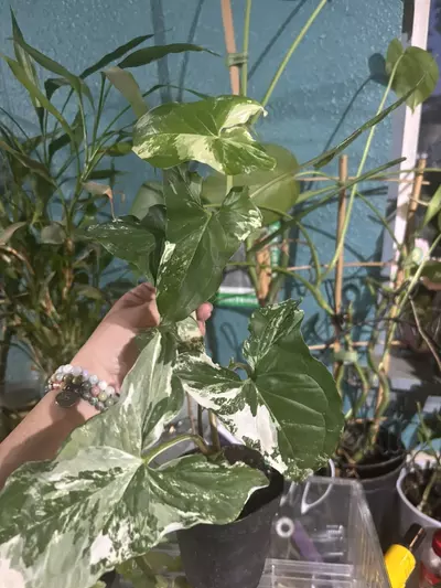 plant/Albo Syngonium-1-thumbnail