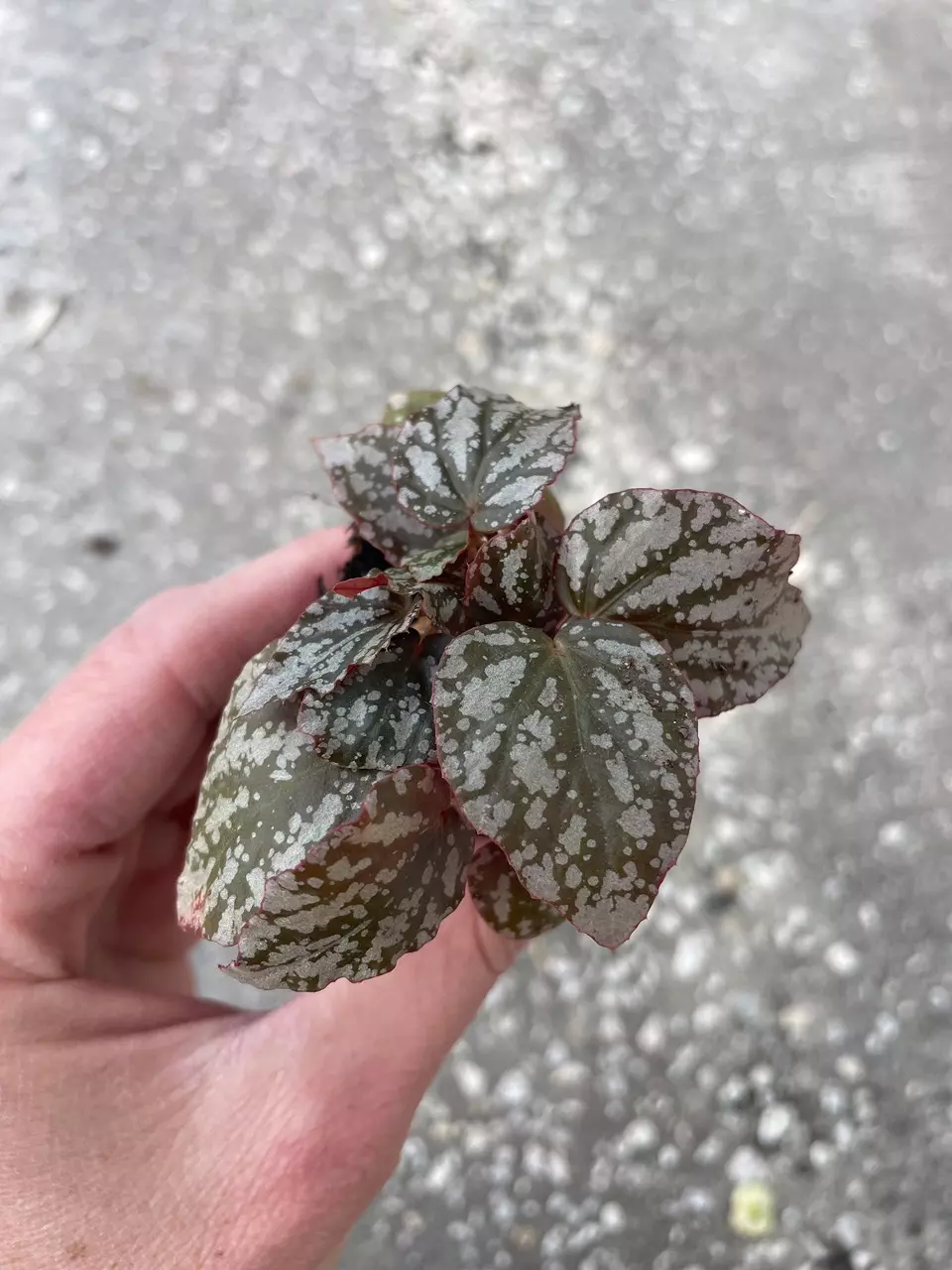 plant/Begonia Rex Jolly Silver starter plant growers choice-1