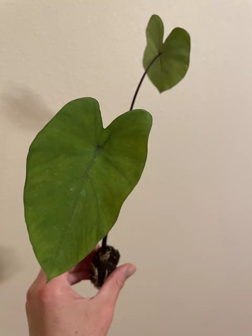 plant/Colocasia Violet Stem starter plant growers choice-1
