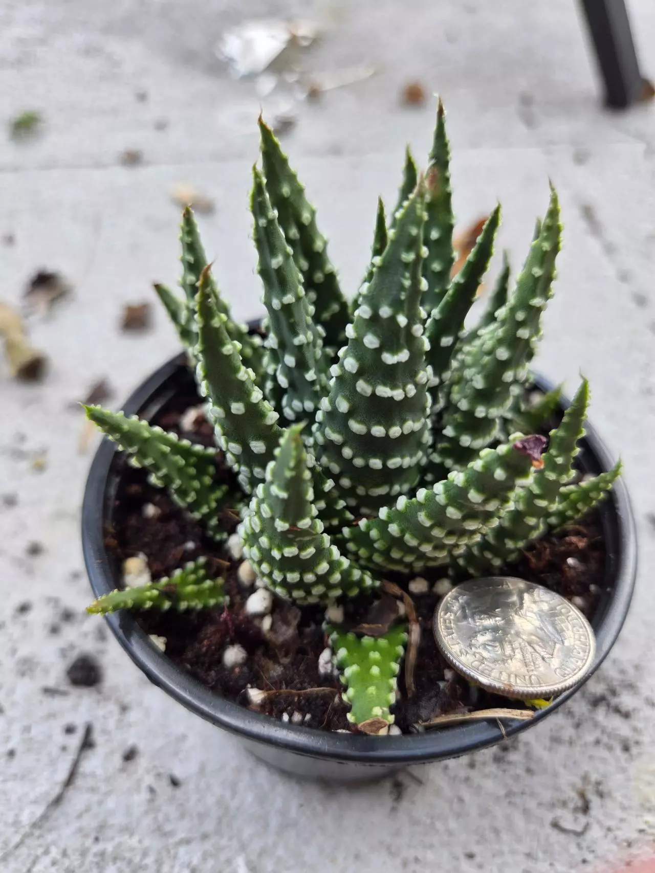 plant/Haworthia Margaritifera-0