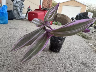 plant/Tradescantia bubblegum aka wandering dude-0-thumbnail