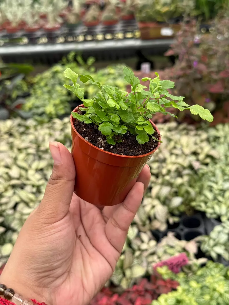 plant/Parvati Fern 2” pot growers choice-1