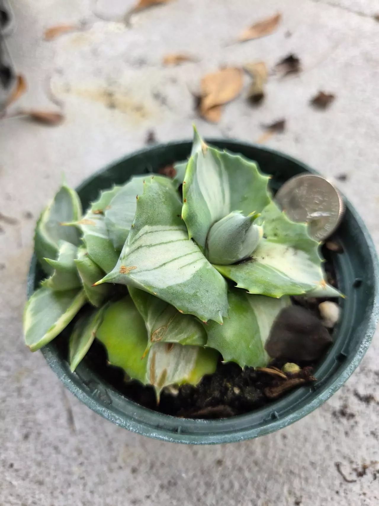 plant/Agave isthmensis variegated w/ pup-0