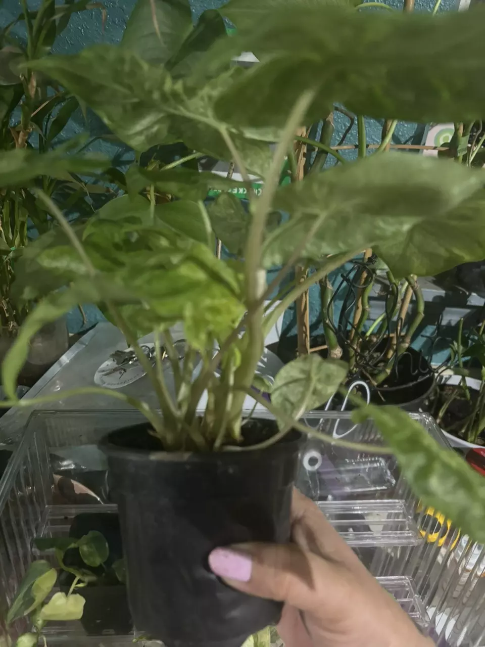 plant/Variegated Batik-1