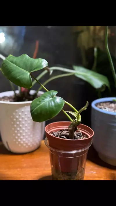 plant/Burle Marx-1-thumbnail