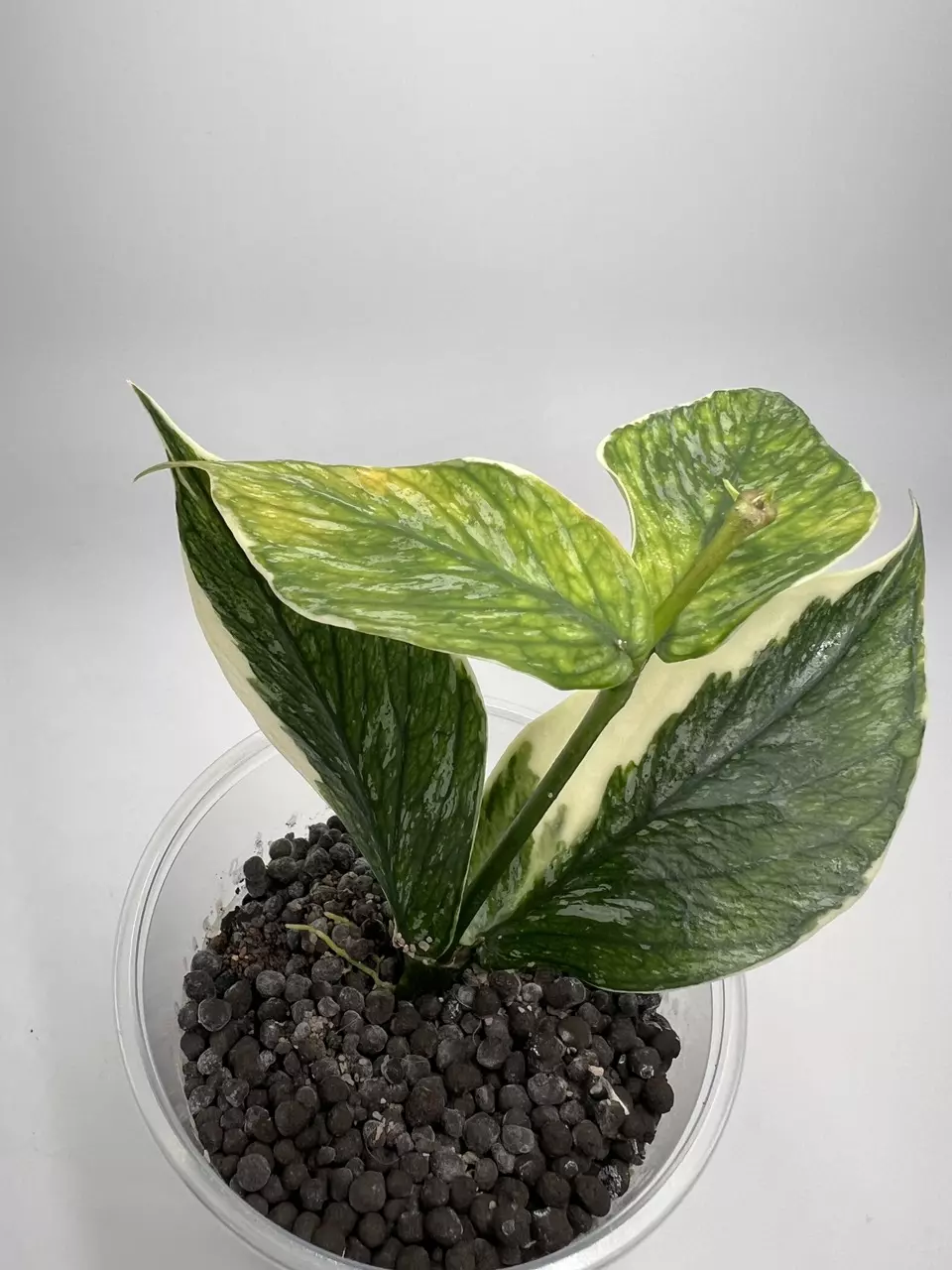 plant/Hoya Polyneura Jasminka-0