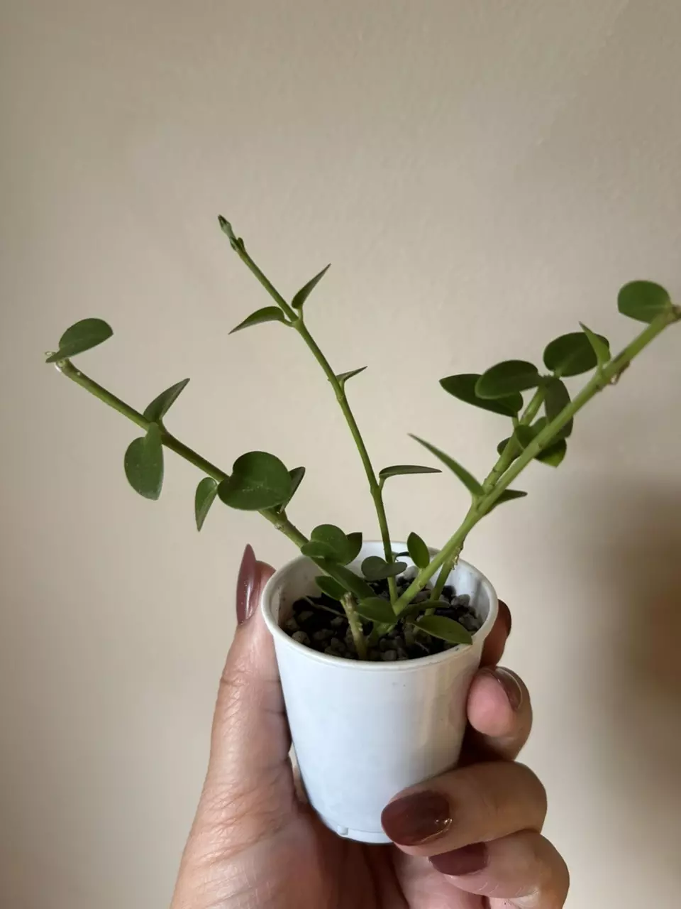 plant/Hoya Cumingiana-1