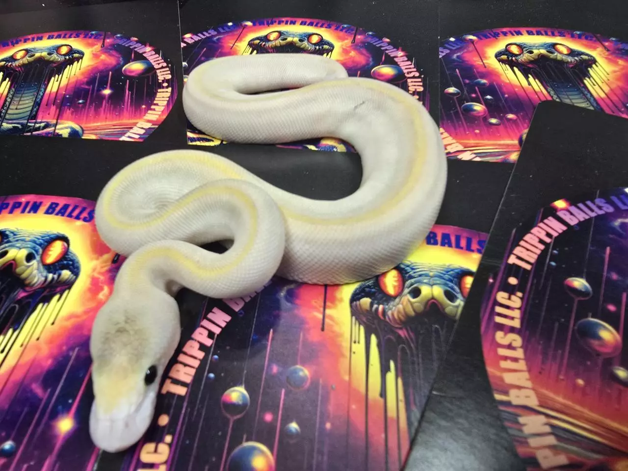 plant/Champagne Lesser DBL het Hypo Clown pos YB Female-1