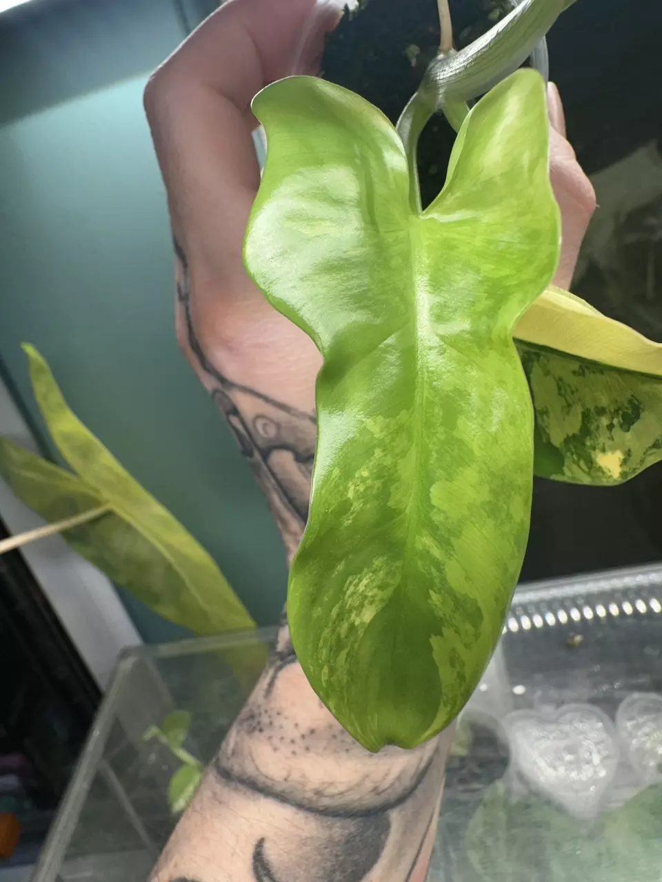 plant/Philodendron Bipen 'Violin'-1