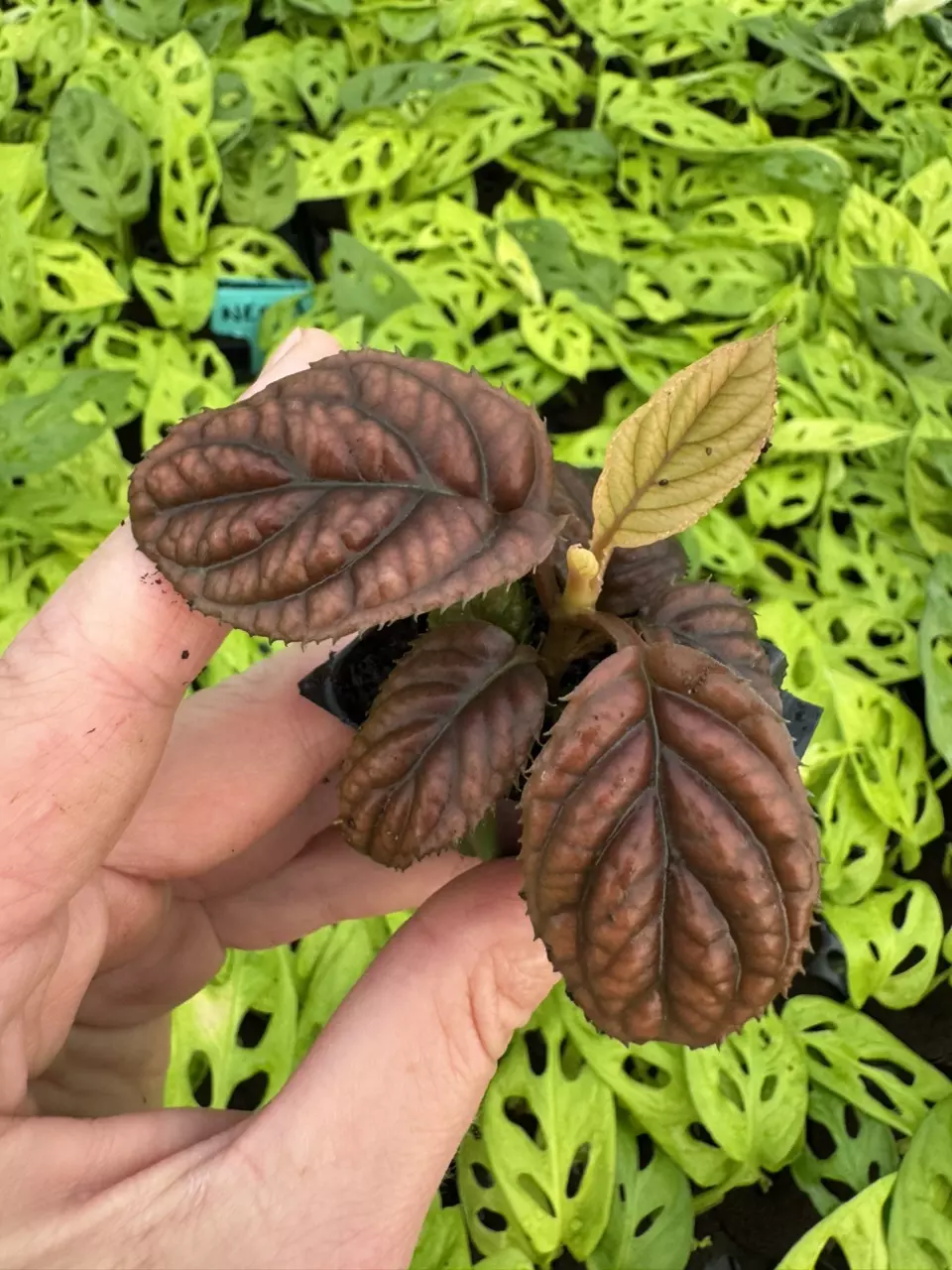plant/Ardisia .sp starter plant growers choice-0