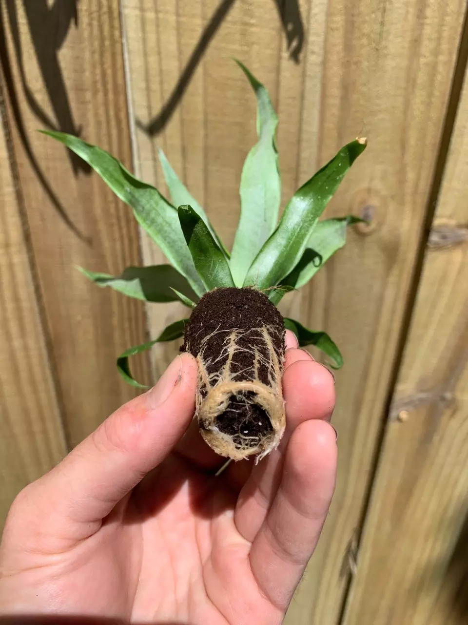 plant/Sugarloaf Pineapple starter plant growers choice-3