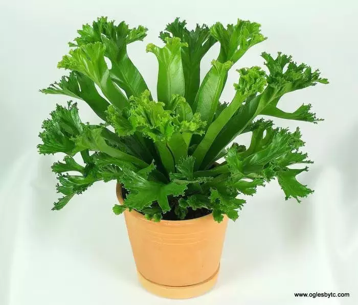plant/Birds Nest “Leslie” Fern starter plant growers choice-0