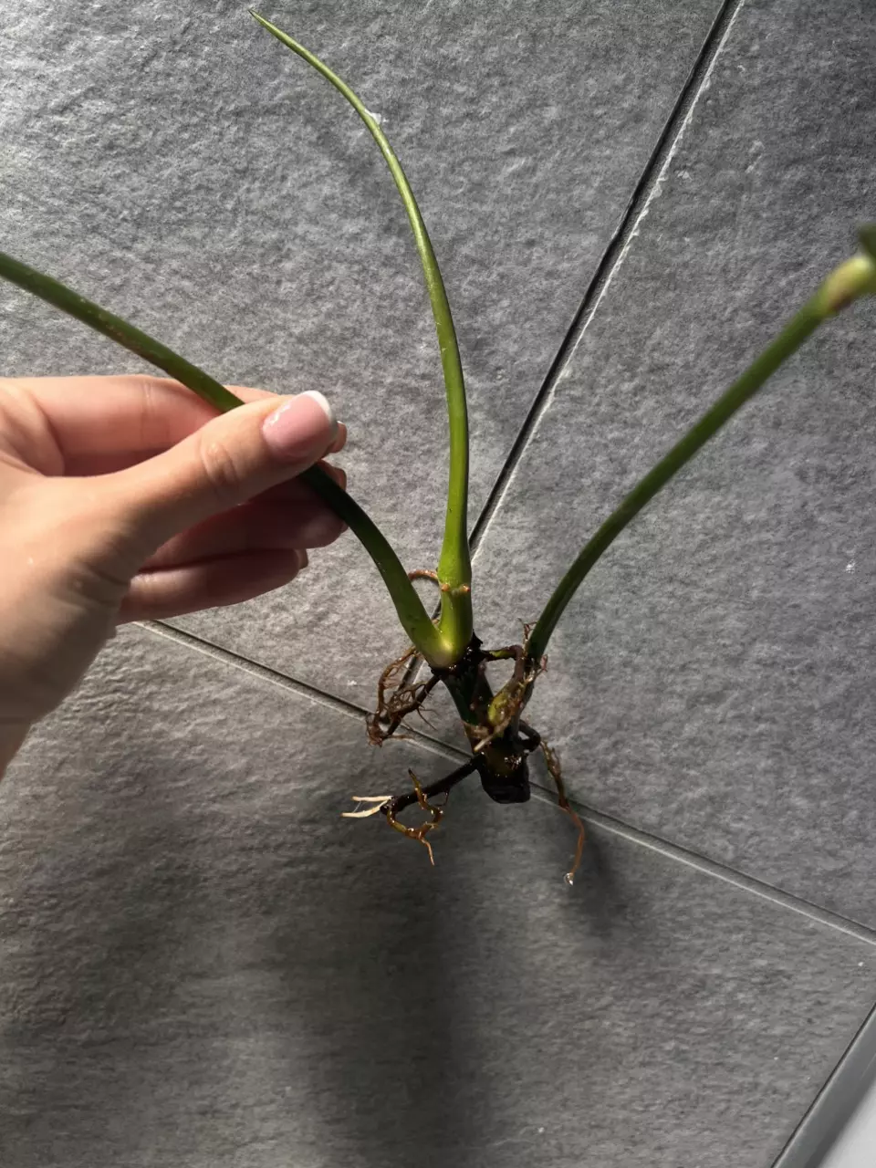 plant/Philodendron Patriciae-2