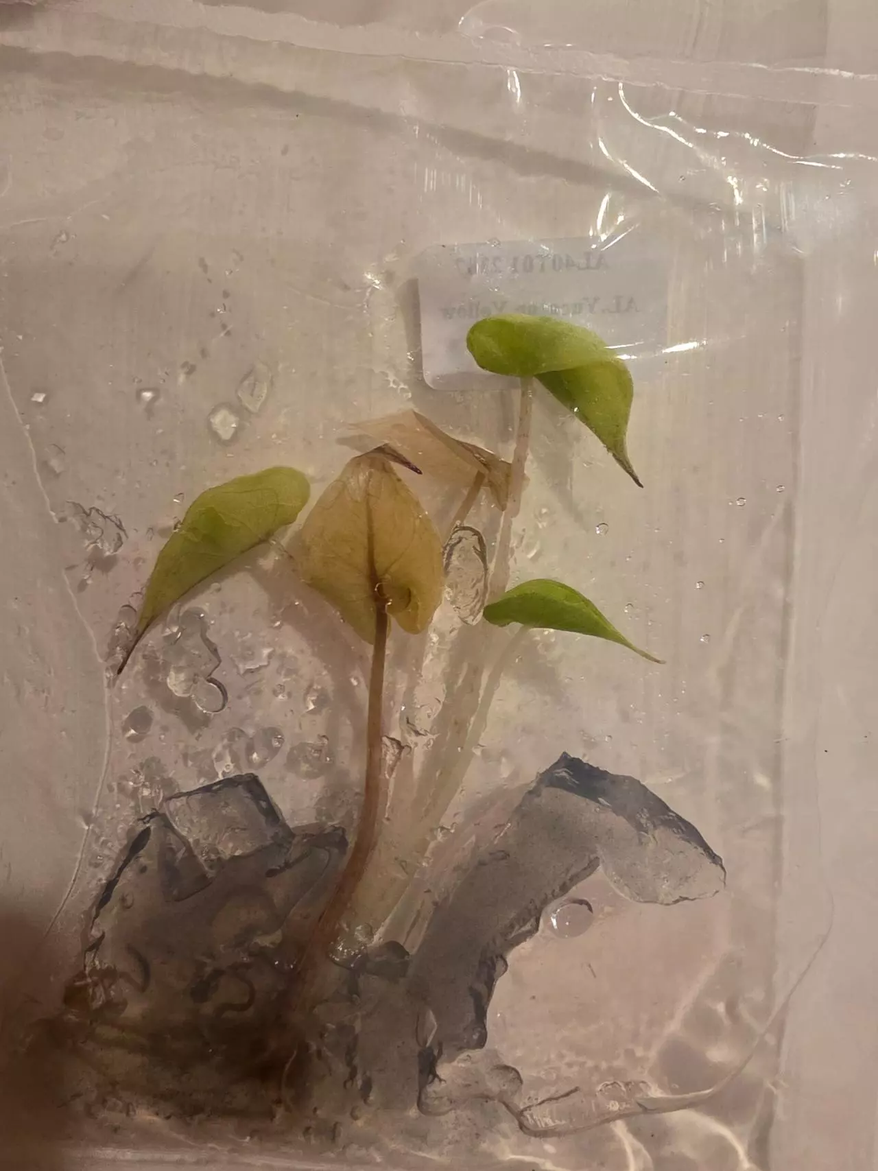 plant/Aurea Yucatan Princess and Variegated Longiloba pack-1