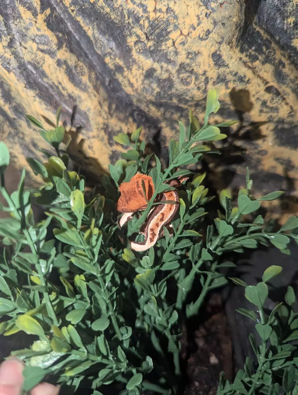 plant/Frappuccino crested gecko unsexed baby-0