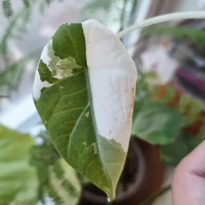 plant/Maharani albo corm Half moon mom-2-thumbnail