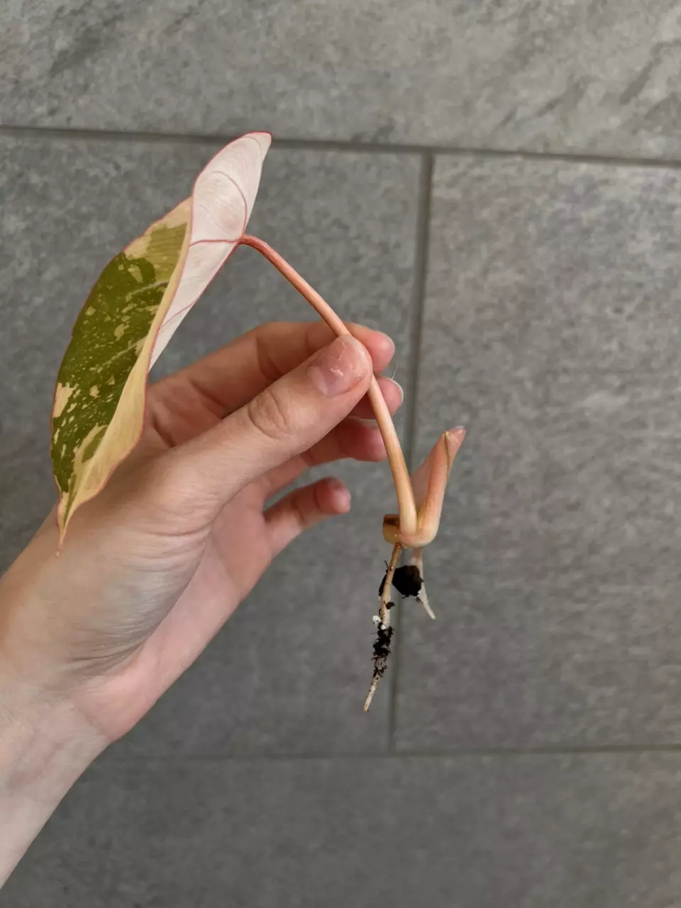 plant/Philodendron Gloriosum Variegated Type 2-1
