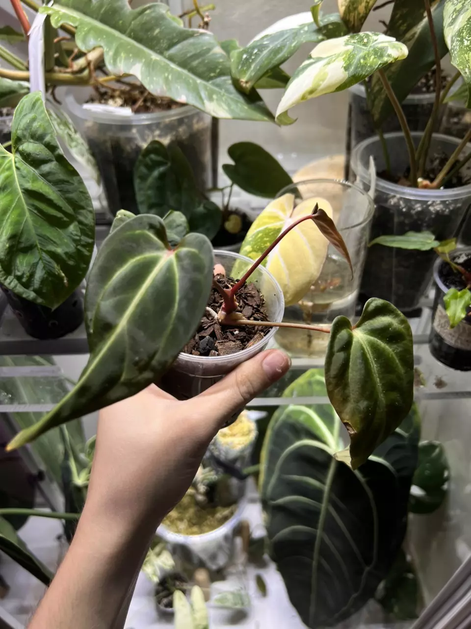 plant/Anthurium Dr. Tom Croat Inverse Crossing-1