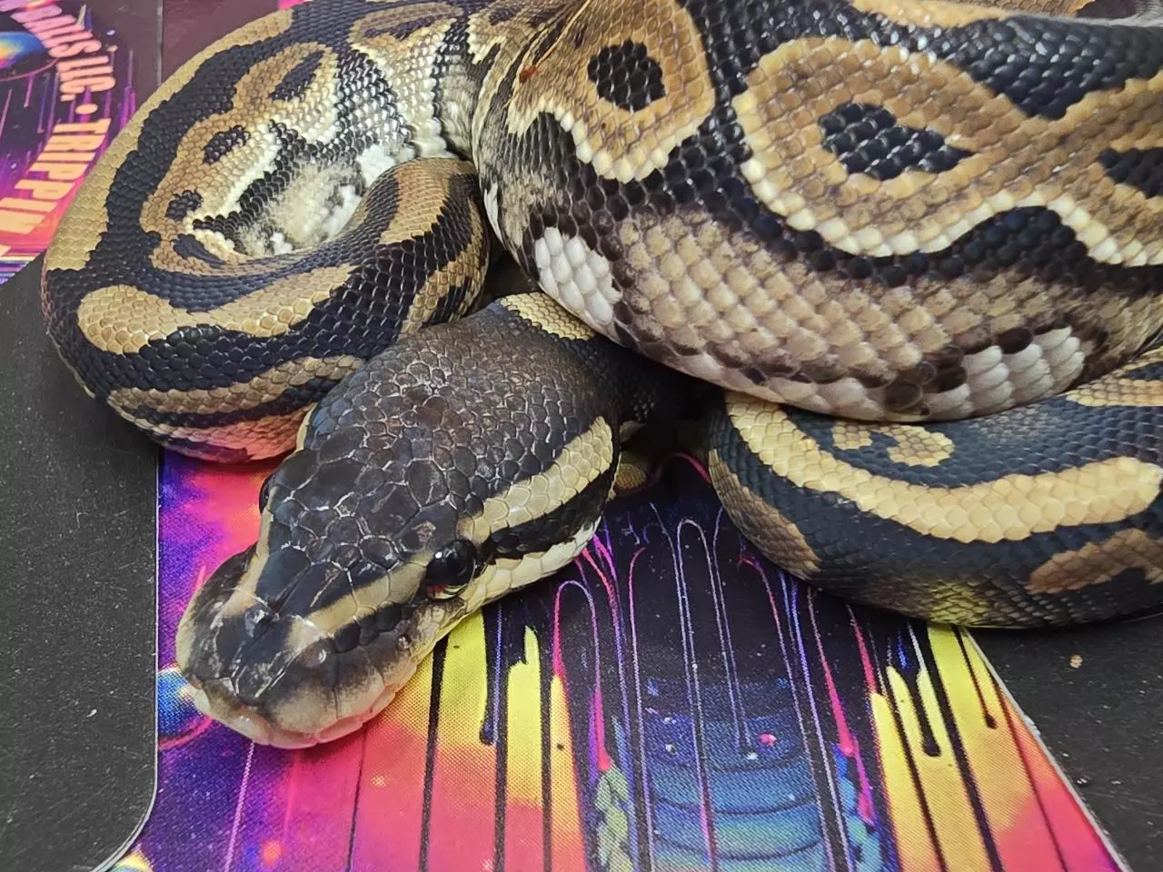 plant/Cinnamon 66% Het Tri-stripe Female-1