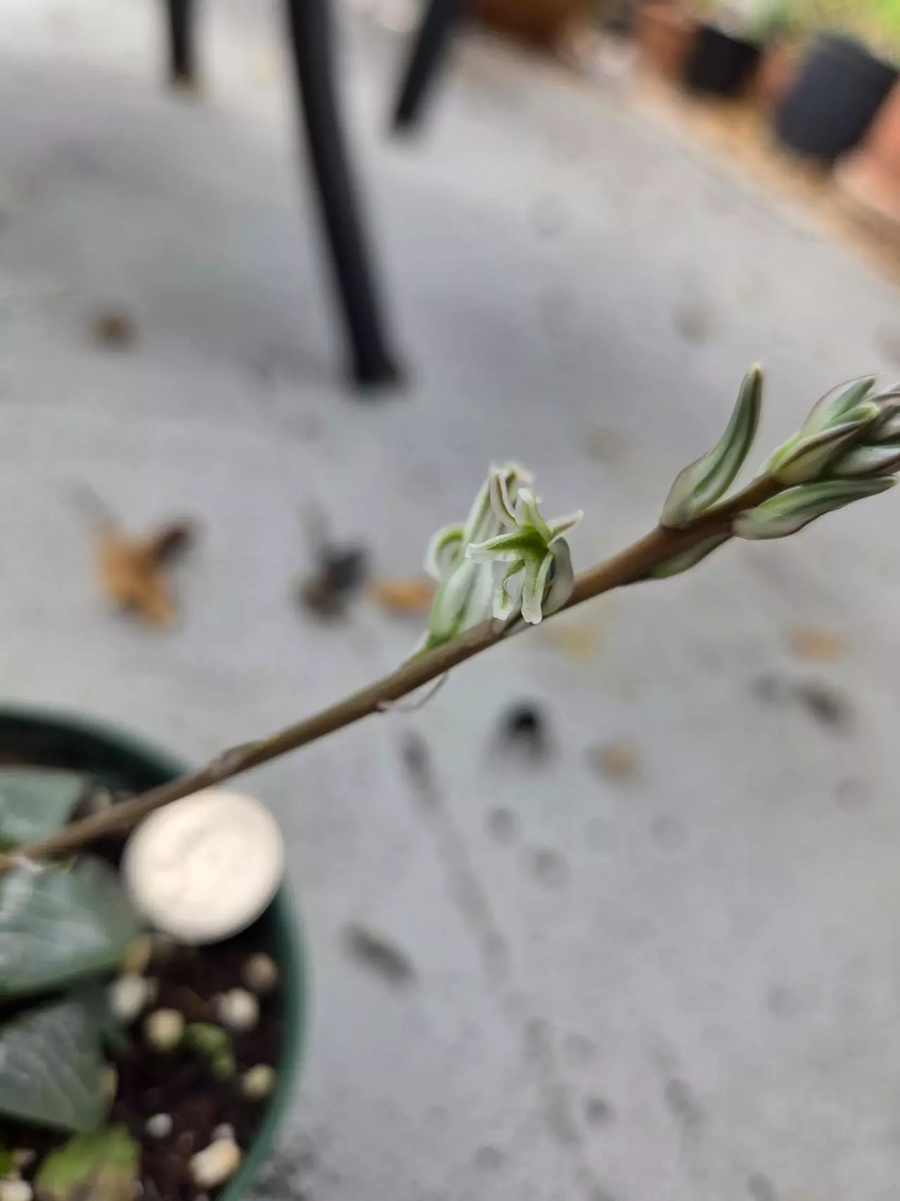plant/Haworthia Bayeri-1