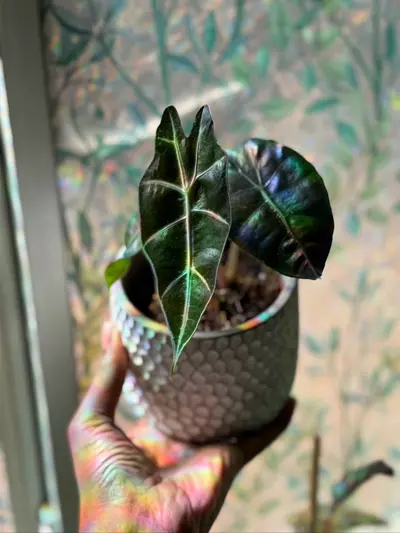 plant/Alocasia Polly-1-thumbnail