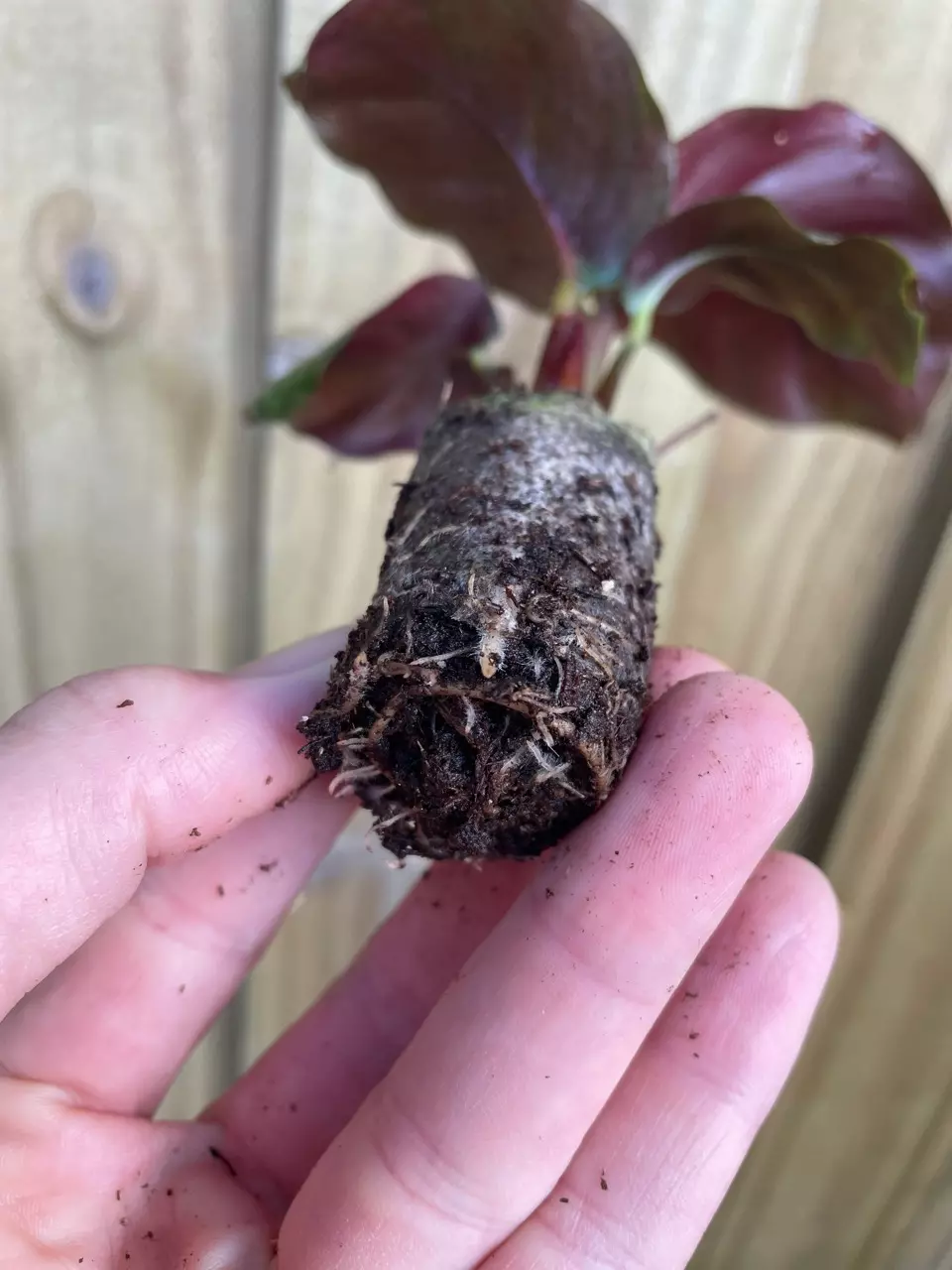 plant/Calathea Fasciata “Rotundiflora” starter plant growers choice-4