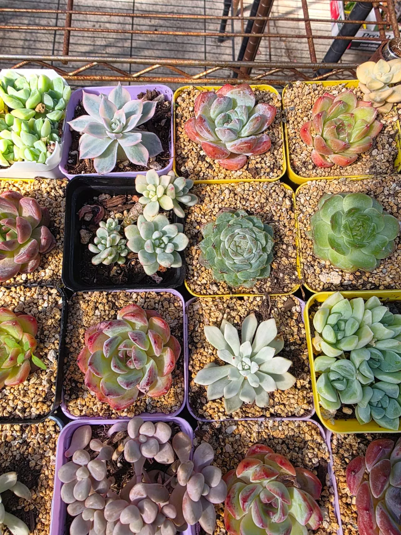 plant/Mystery imported succulents 1 pc-8