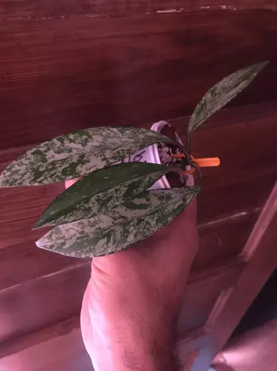 plant/Hoya Pubicalyx Red Buttons Splash-2-thumbnail